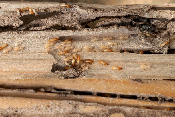 Best Affordable Pest Control Services  in Arlington Heights, PA